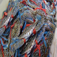 通化海鲜活体空运